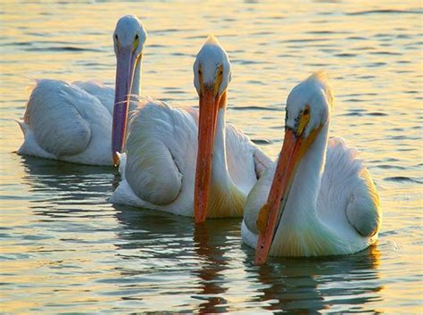 Spellbound by pelicans: the magic in their wings